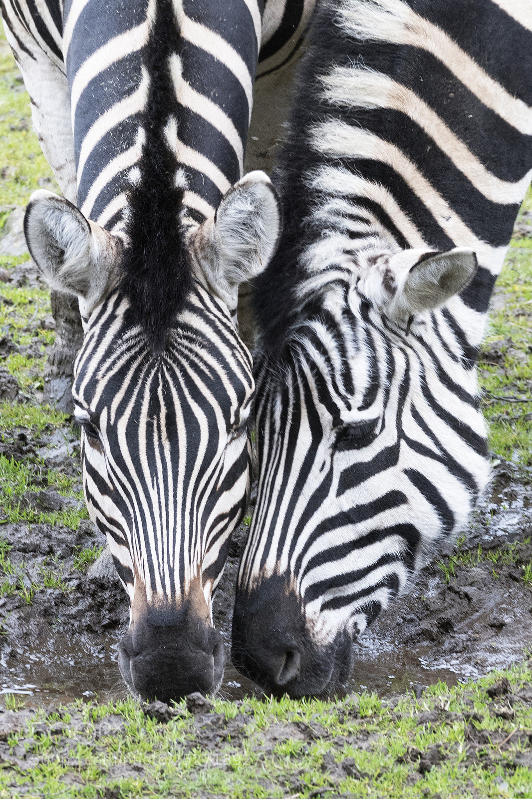 Nikon D500 sample photo. Couple of zebras sharing photography