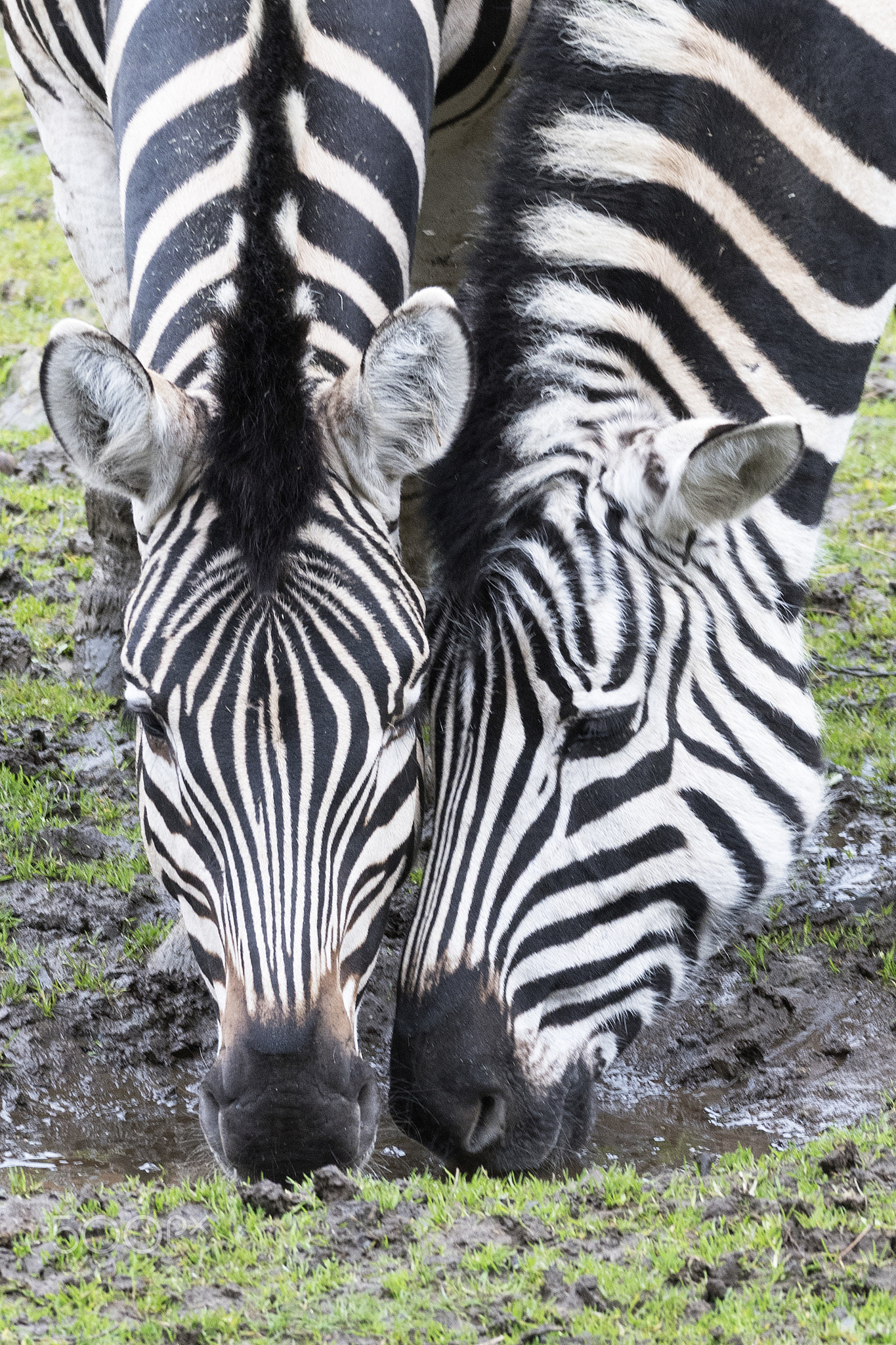 Couple of zebras sharing the last drop of water