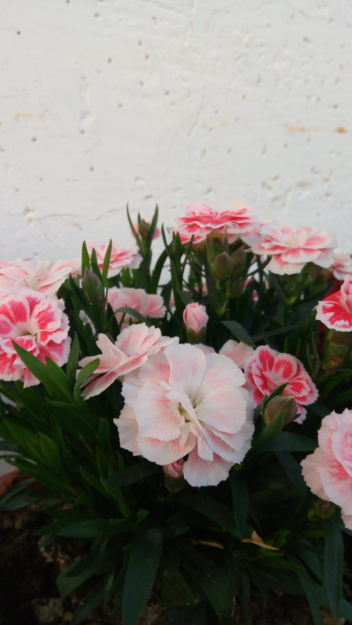 ASUS ZenFone 3 Max (ZC520TL) sample photo. Flowers photography