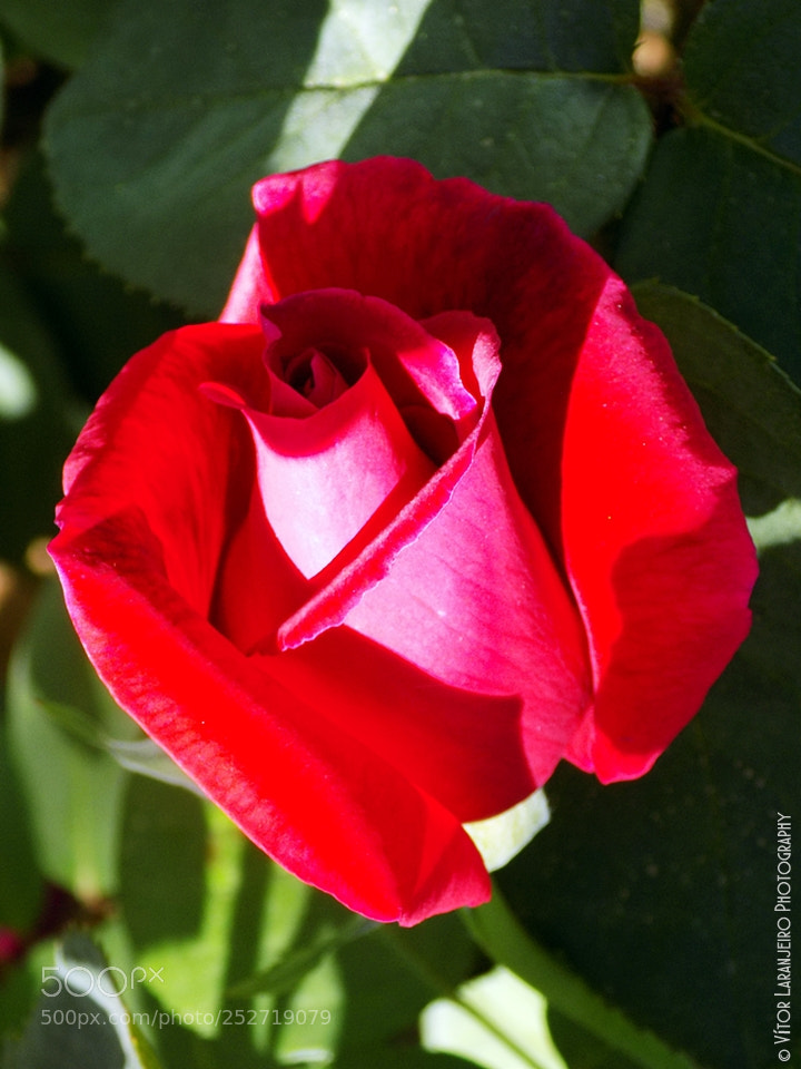 Nikon COOLPIX L330 sample photo. Flores do meu jardim photography