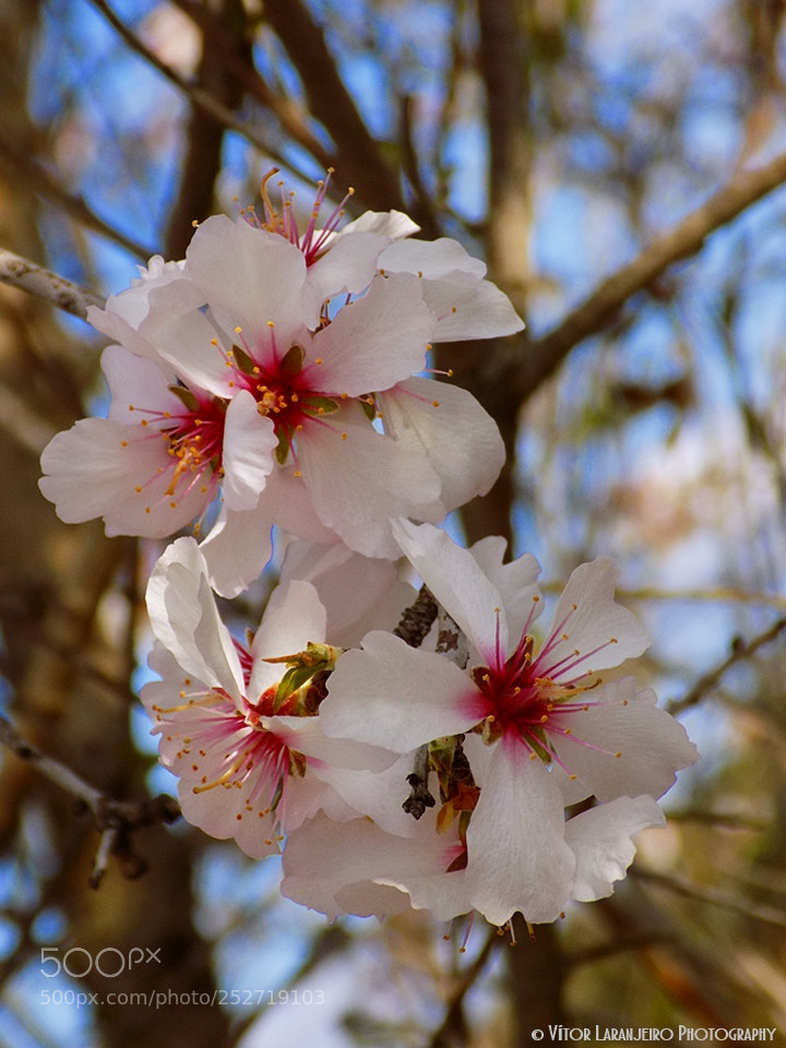 Nikon COOLPIX L330 sample photo. Flores do meu jardim photography