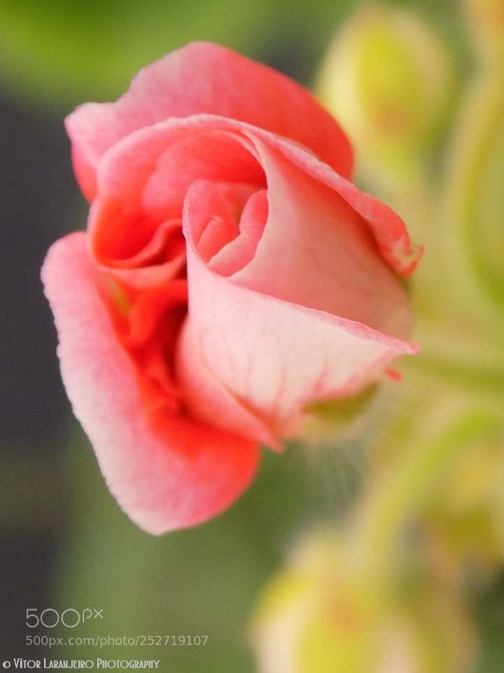 Nikon COOLPIX L330 sample photo. Flores do meu jardim photography