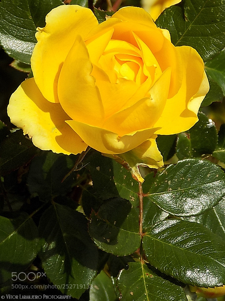 Nikon COOLPIX L330 sample photo. Flores do meu jardim photography