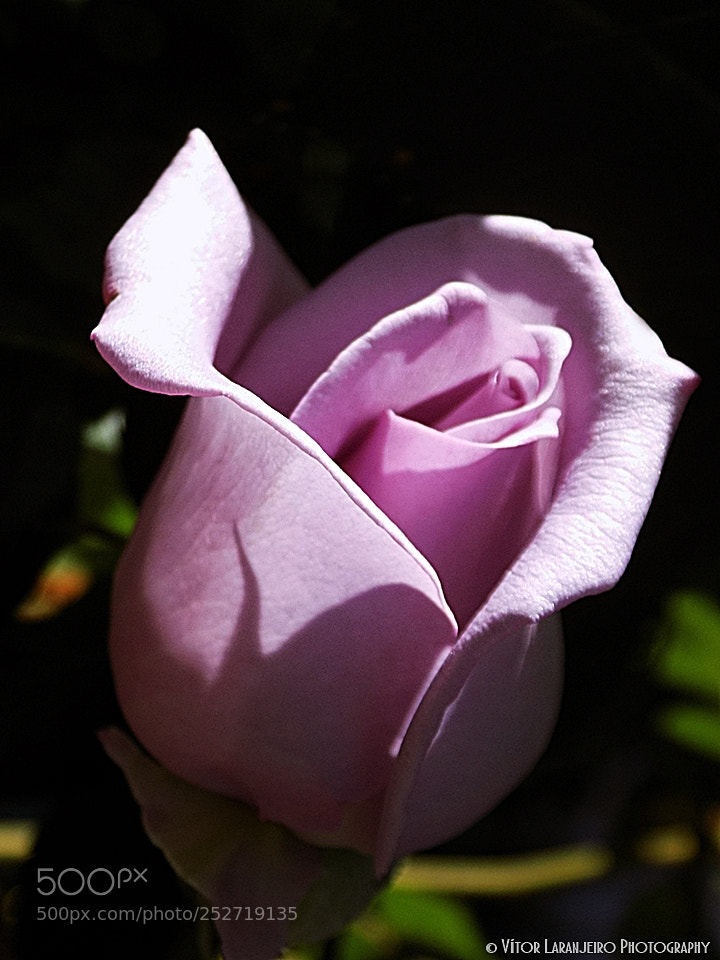 Nikon COOLPIX L330 sample photo. Flores do meu jardim photography