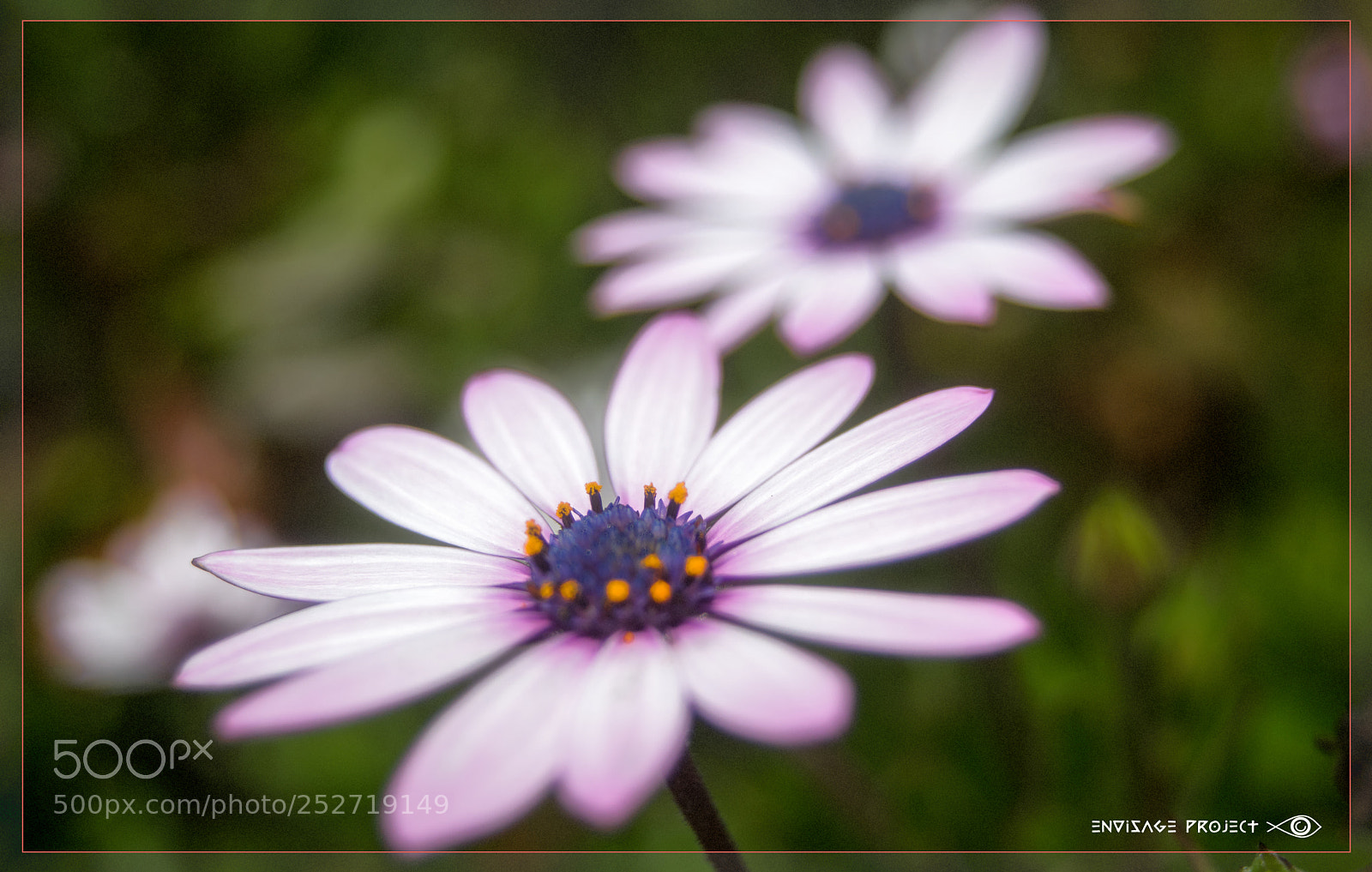 Sony a7R sample photo. Pair photography