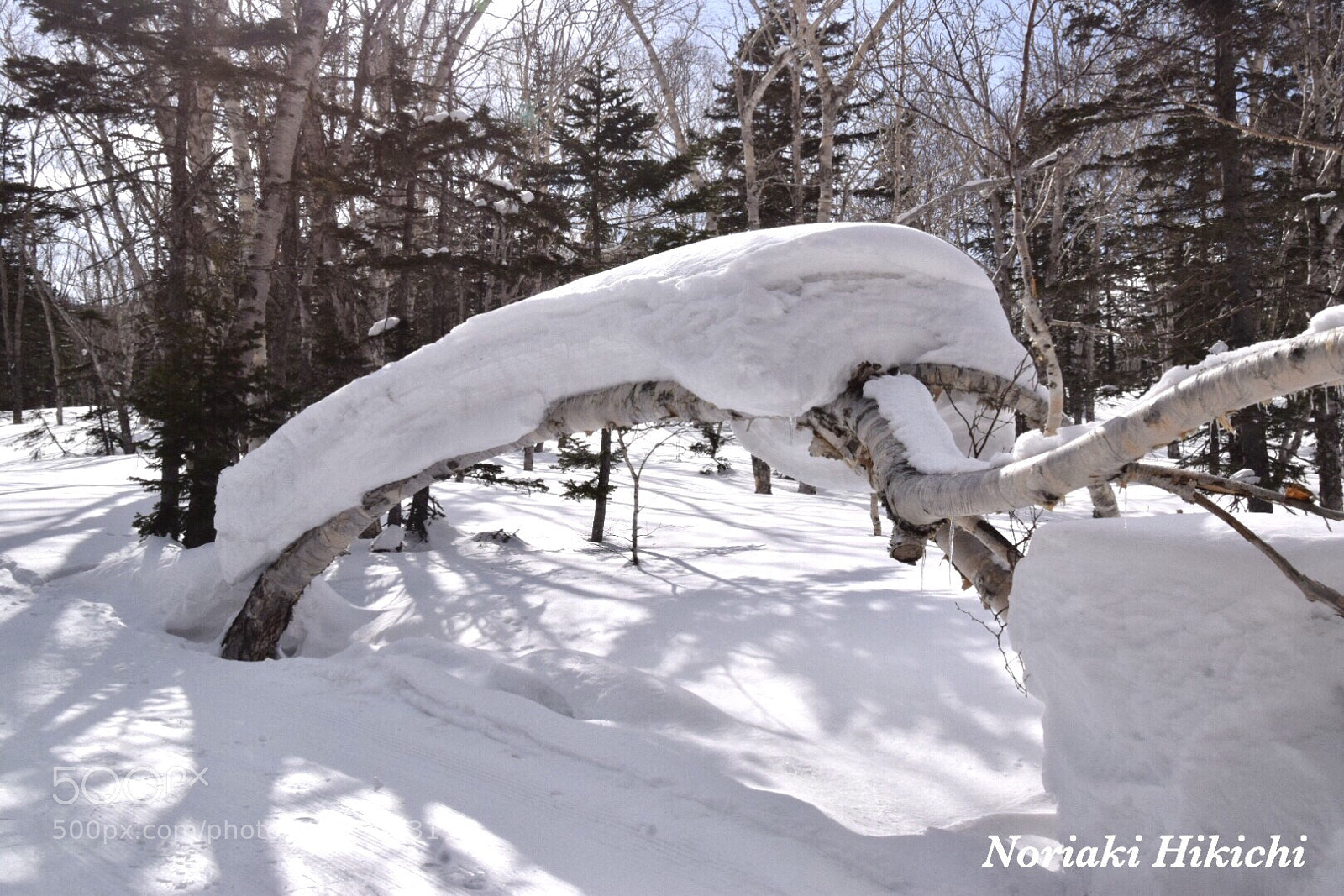 Nikon D5300 sample photo. Snow shoulder photography
