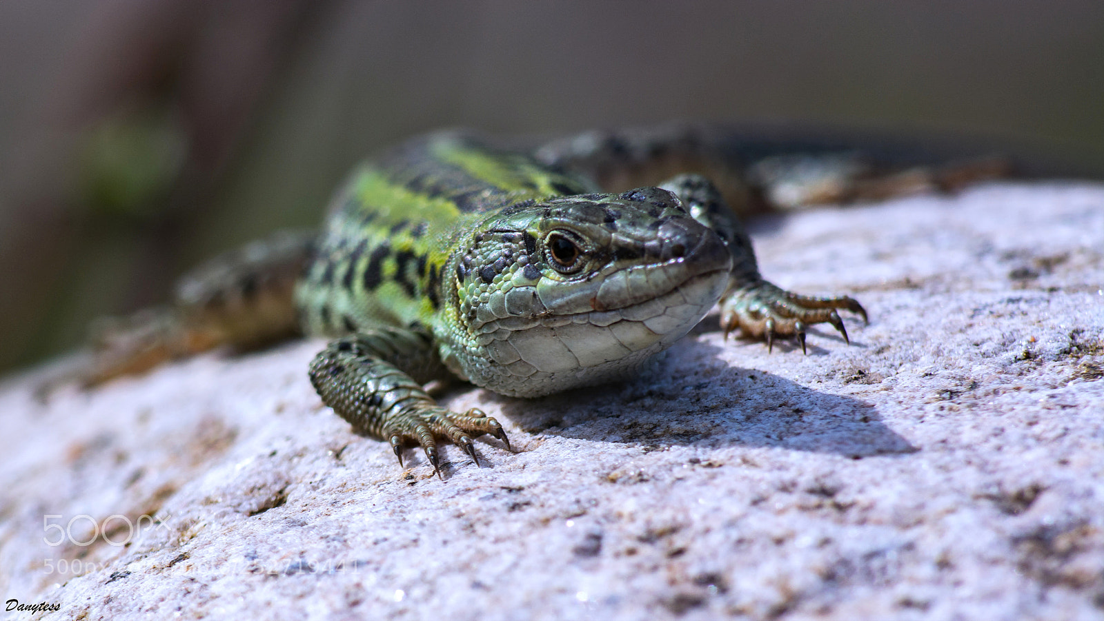 Nikon D7100 sample photo. Lézard photography