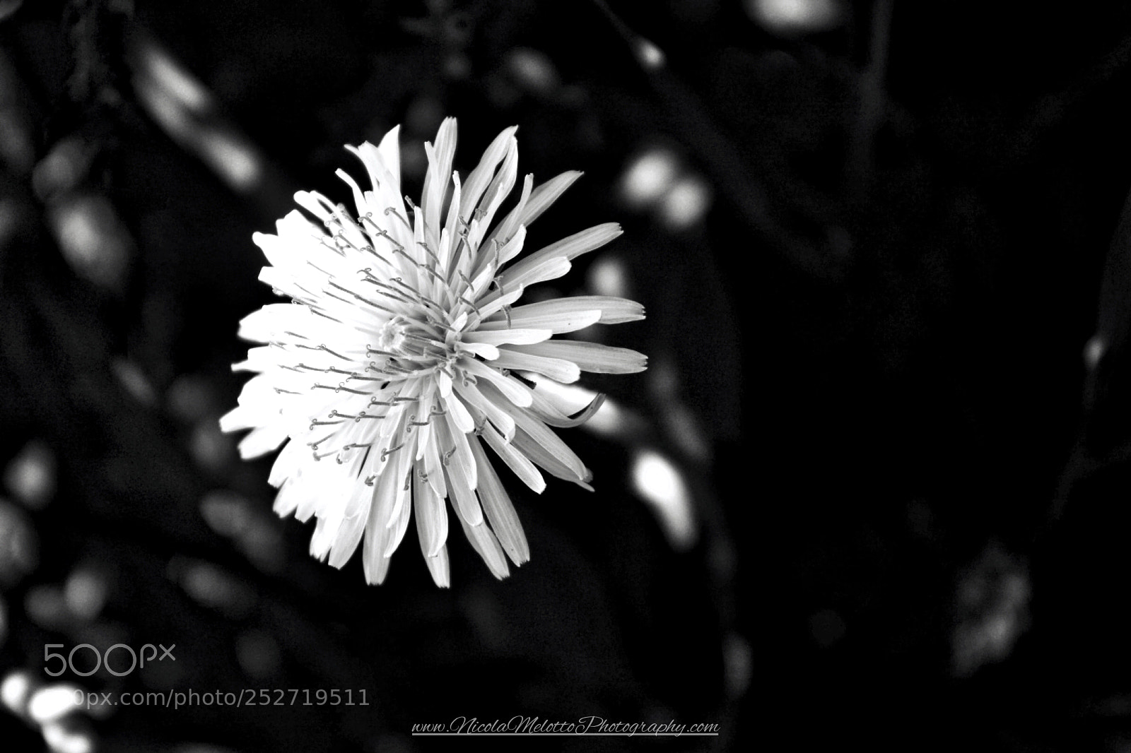 Canon EOS 760D (EOS Rebel T6s / EOS 8000D) sample photo. Flowers  photography