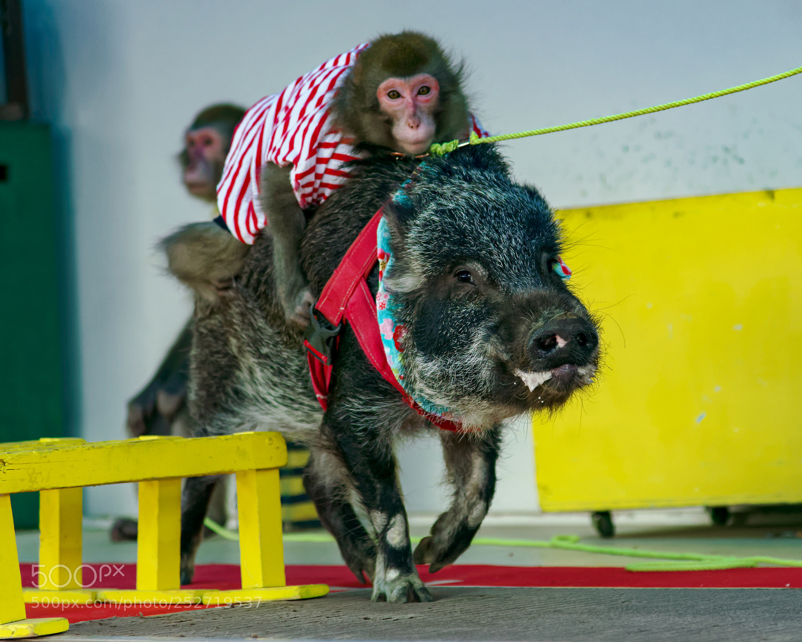 Nikon D800 sample photo. Monkey on a back photography