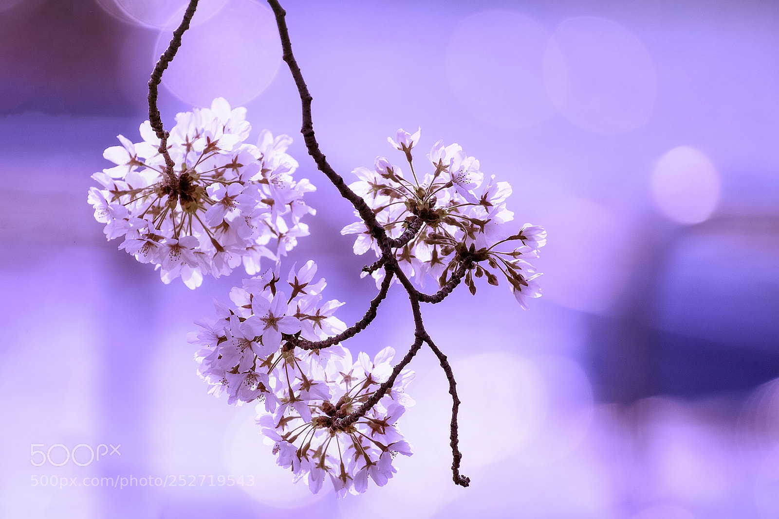 Nikon D810 sample photo. Sakura photography