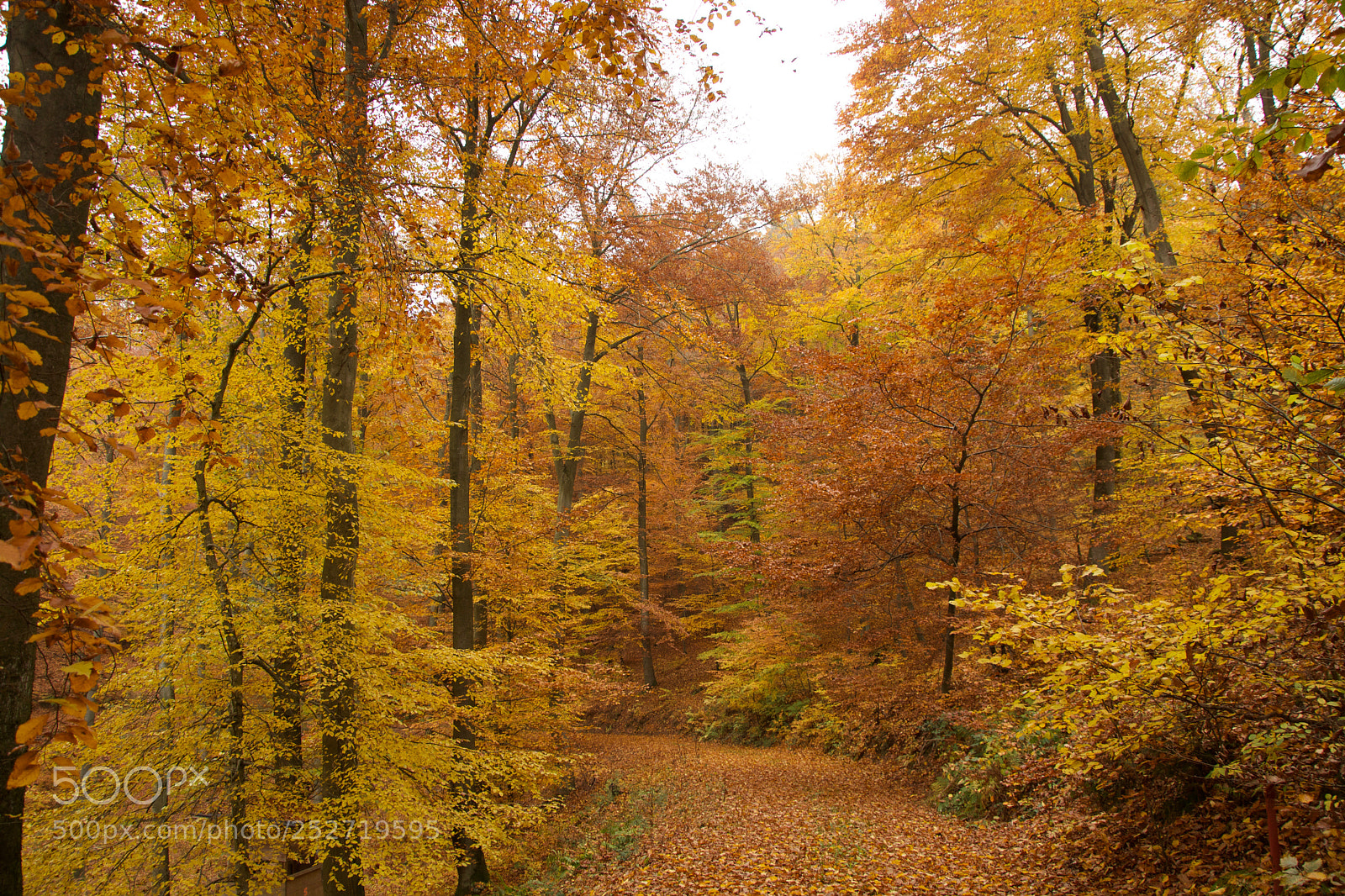 Nikon D7100 sample photo. Autumn photography