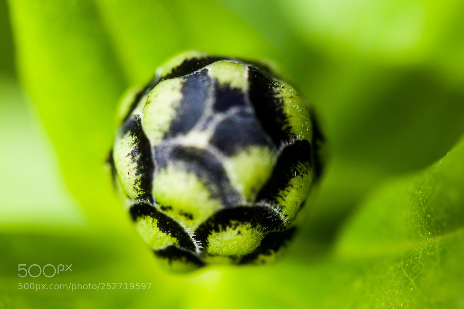 Nikon D5500 sample photo. Bud in flowering photography
