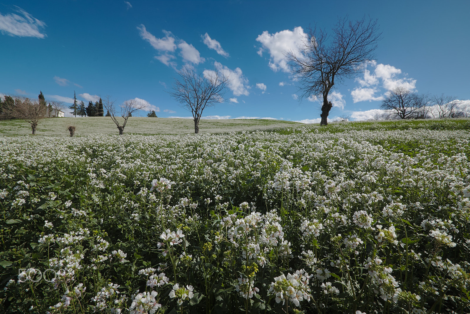 Canon EOS 70D sample photo. White fields photography