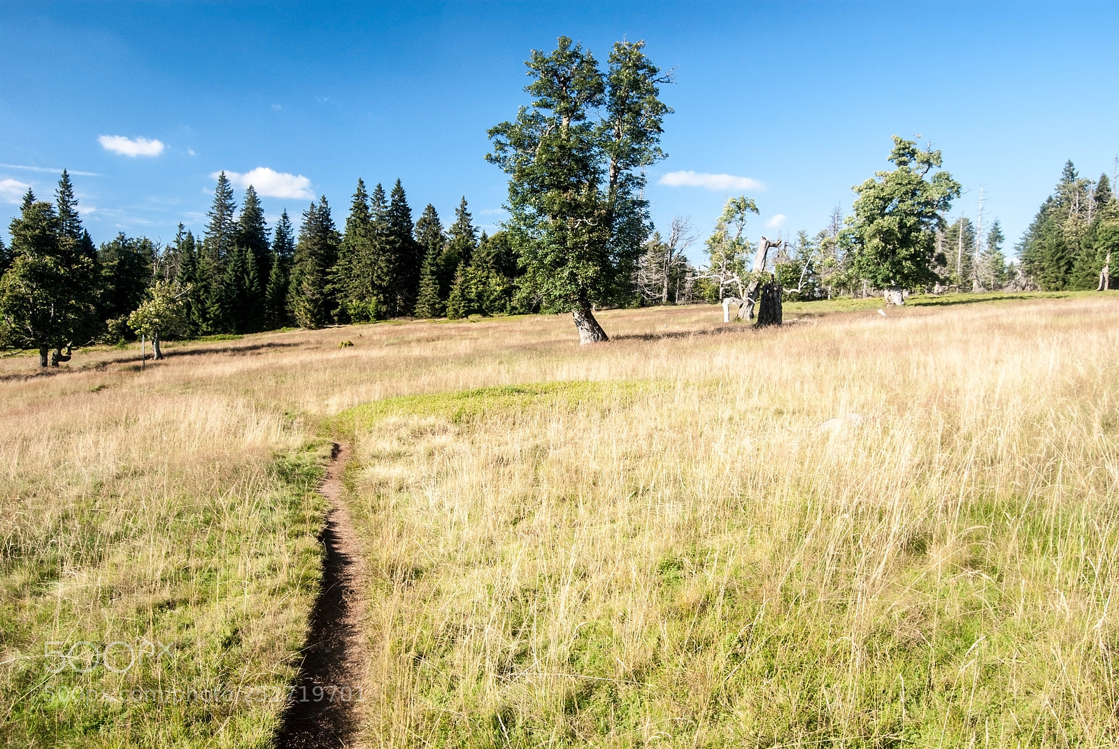 Nikon D60 sample photo. Almschachten mountain meadow with photography