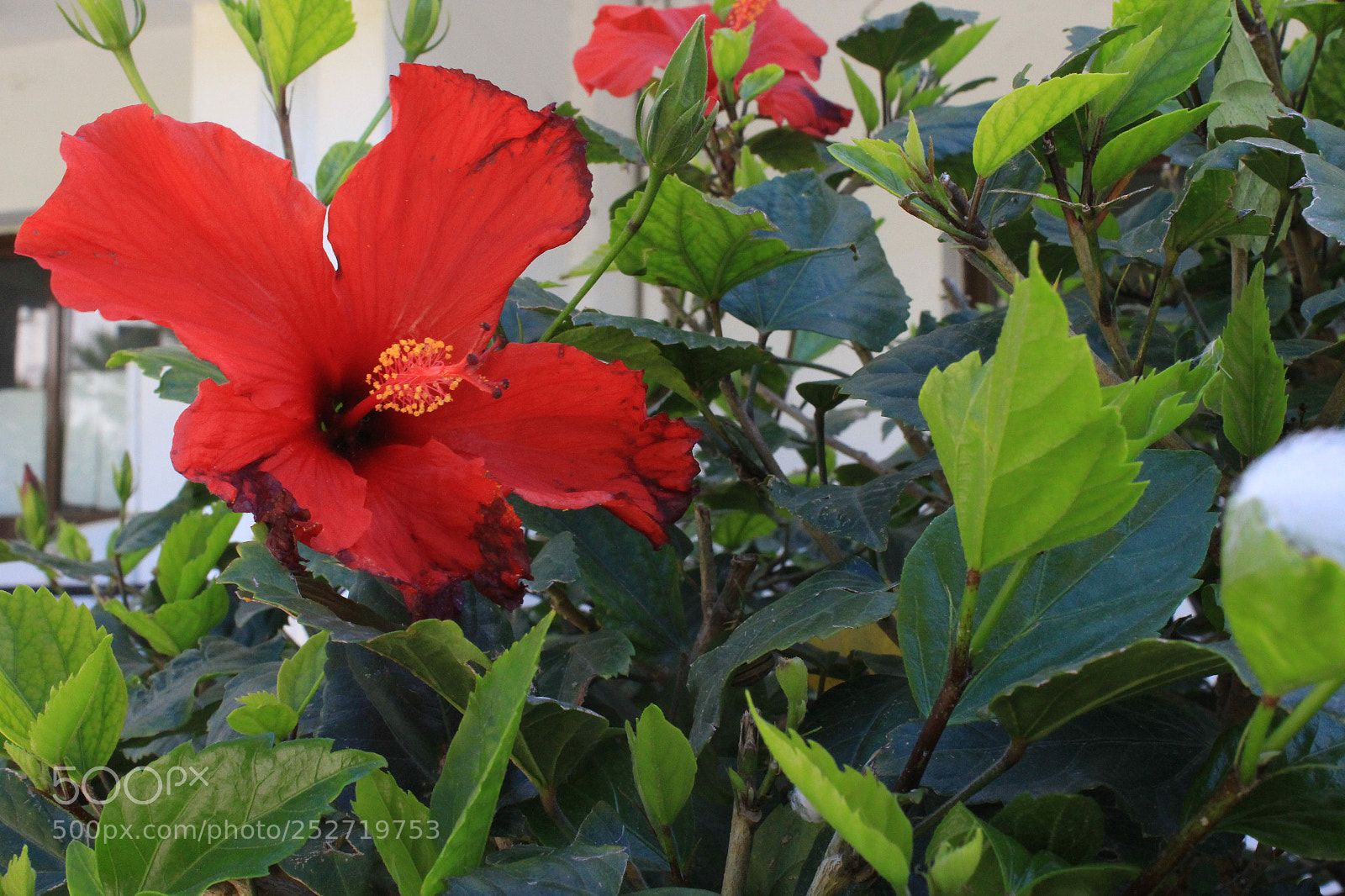 Canon EOS 700D (EOS Rebel T5i / EOS Kiss X7i) sample photo. Untitled photography