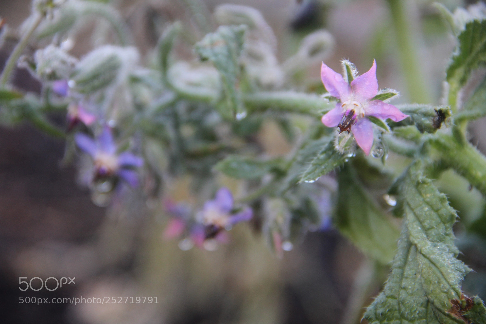 Canon EOS 60D sample photo. Morning dew photography