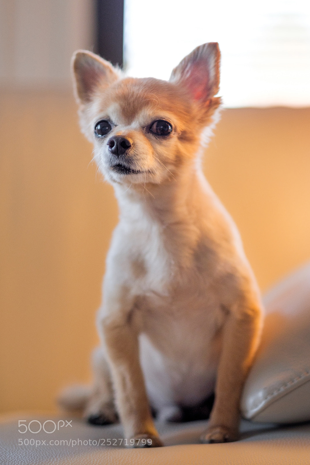 Fujifilm X-Pro2 sample photo. Regal photography