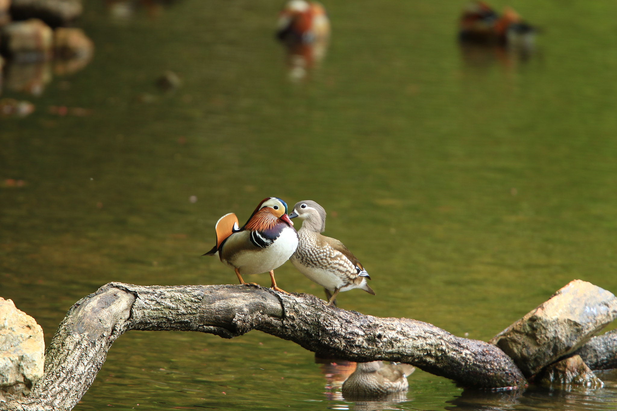 Canon EF 400mm F2.8L IS USM sample photo. 仲良し mandarin duck ① photography