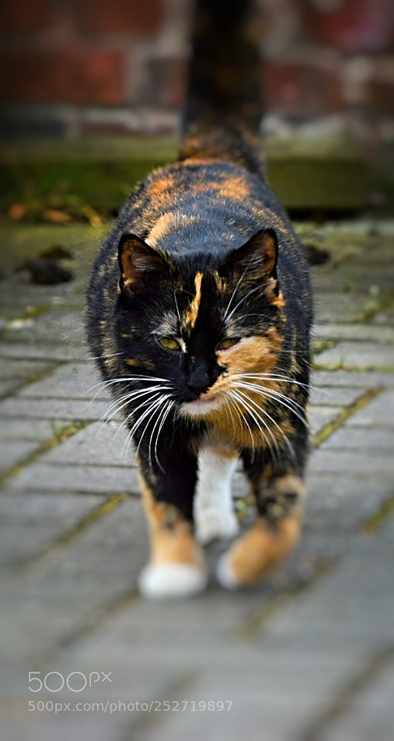 Nikon D5300 sample photo. Ich gehe dann mal photography
