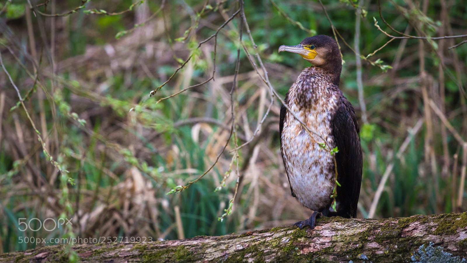 Canon EOS 60D sample photo. Kormoran (phalacrocorax carbo) photography