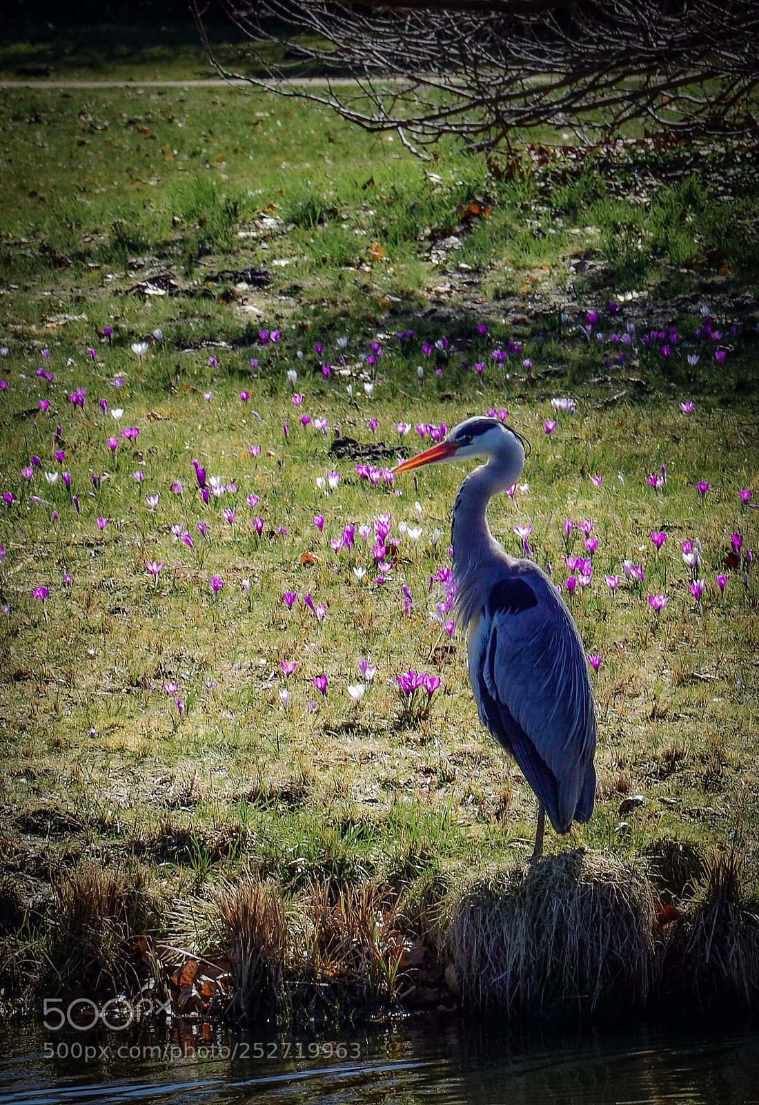 Nikon D7000 sample photo. Grey heron 2 photography