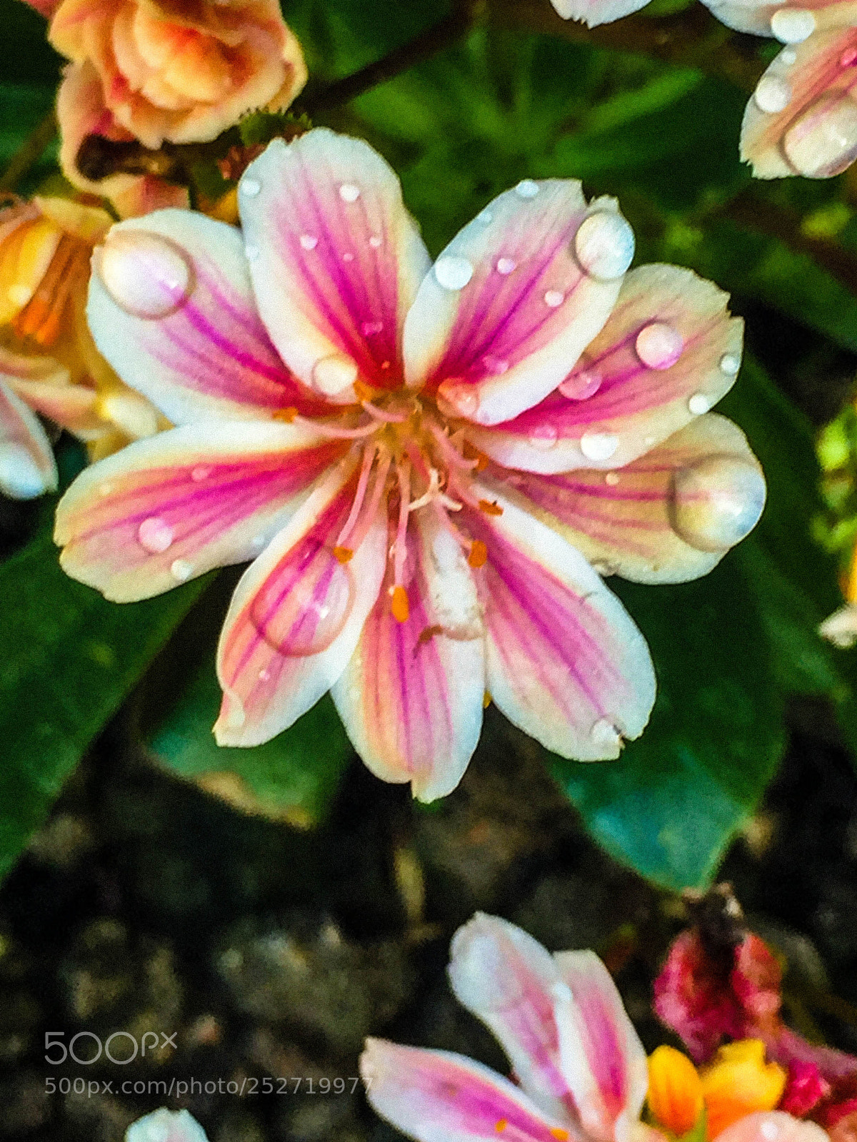 Apple iPhone 6 sample photo. Flowers photography