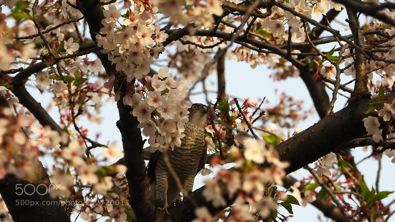 Olympus OM-D E-M1 Mark II sample photo. Flower and ・・・・part2 photography