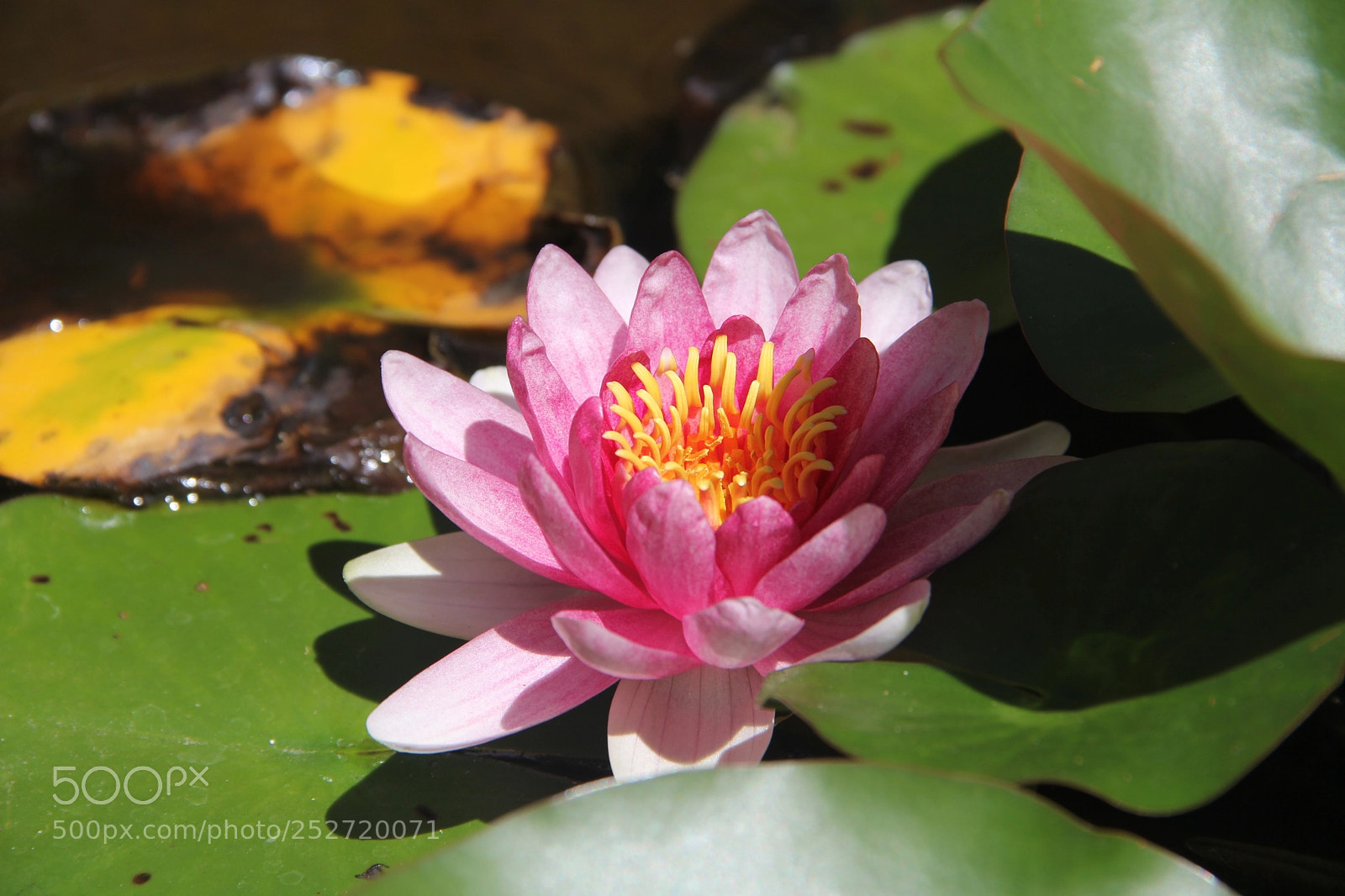 Canon EOS 60D sample photo. Lotus in the pond photography