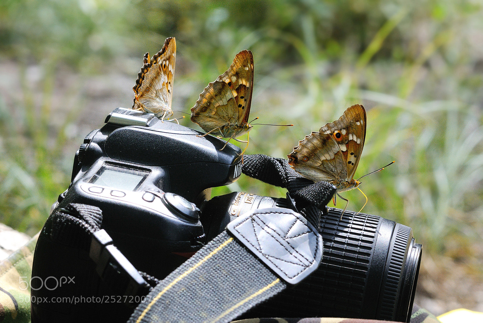 Nikon D300S sample photo. Apatura iris photography