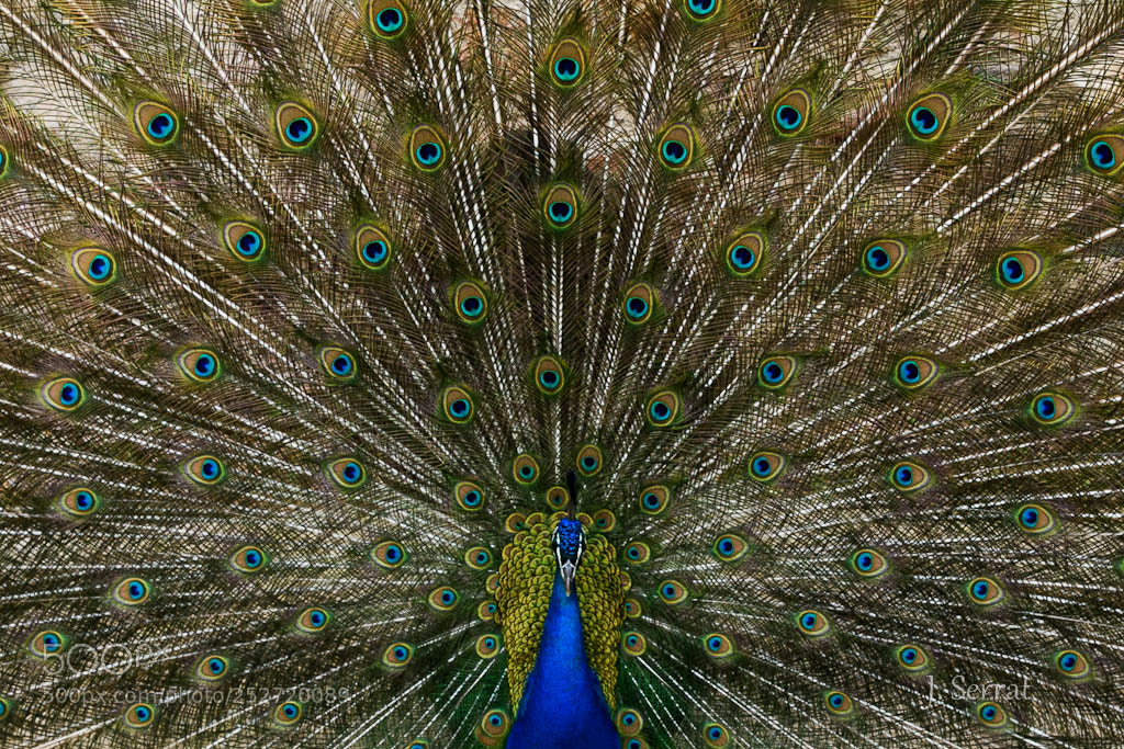 Nikon D7200 sample photo. Pavo real photography