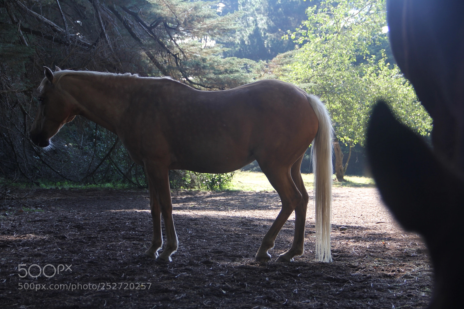 Canon EOS 60D sample photo. Calm photography