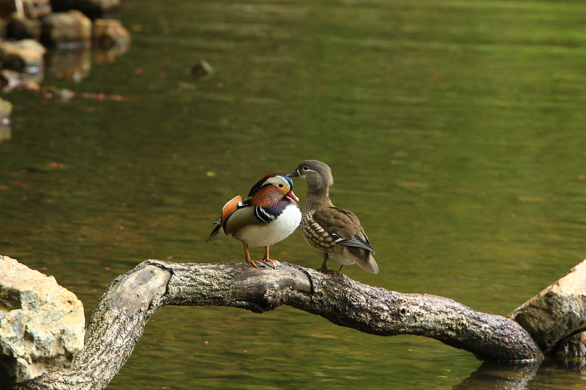 Canon EF 400mm F2.8L IS USM sample photo. 恋  mandarin duck ② photography