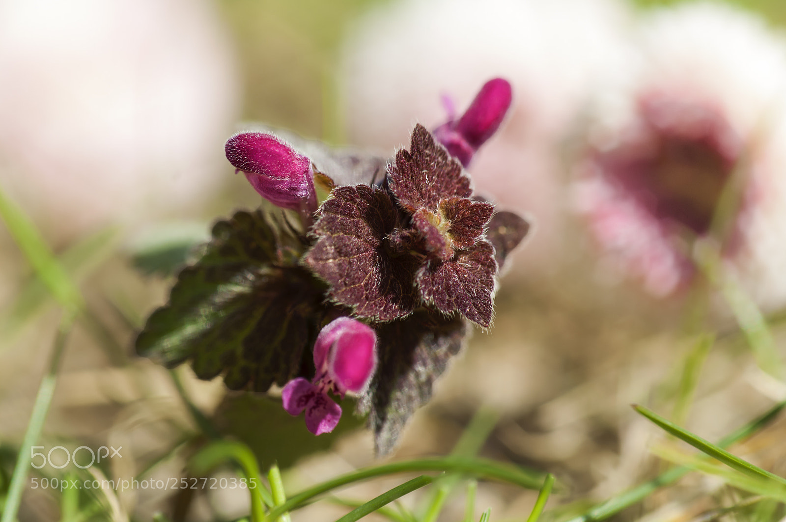 Nikon D2X sample photo. Flower photography
