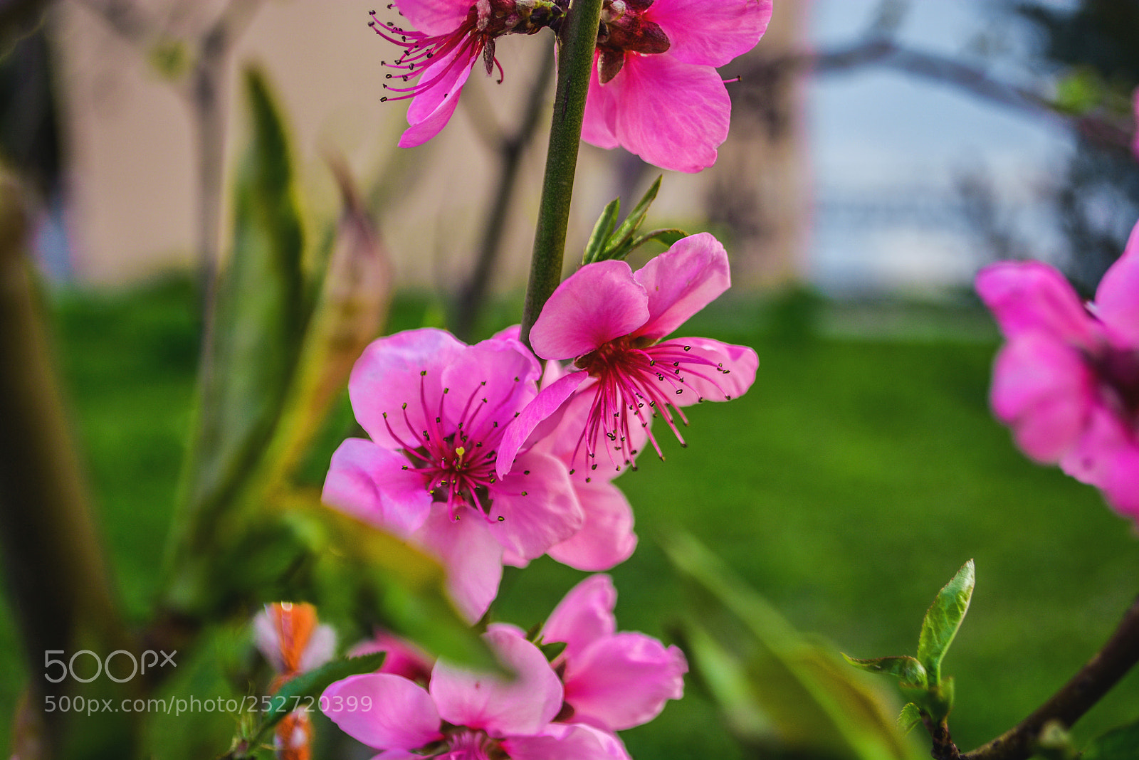 Nikon D7100 sample photo. Hello spring. photography