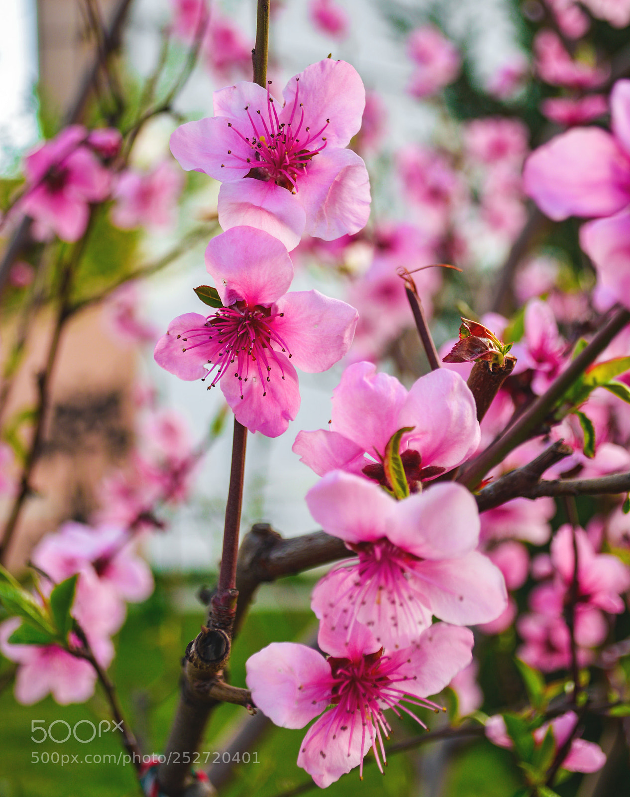 Nikon D7100 sample photo. Blooming in pink. photography