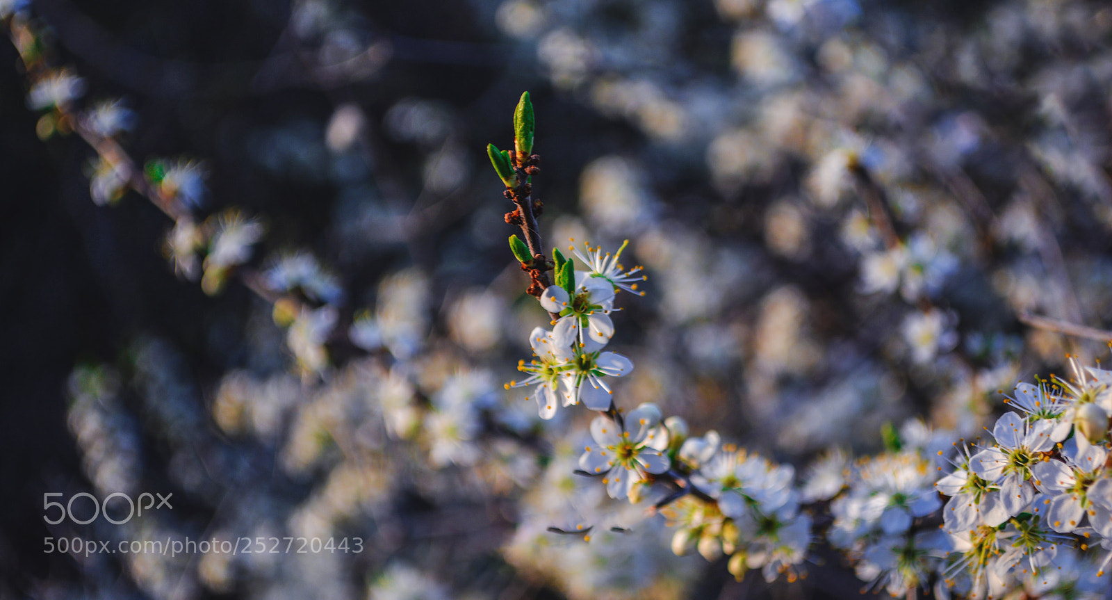 Nikon D7100 sample photo. Blooming in white. photography