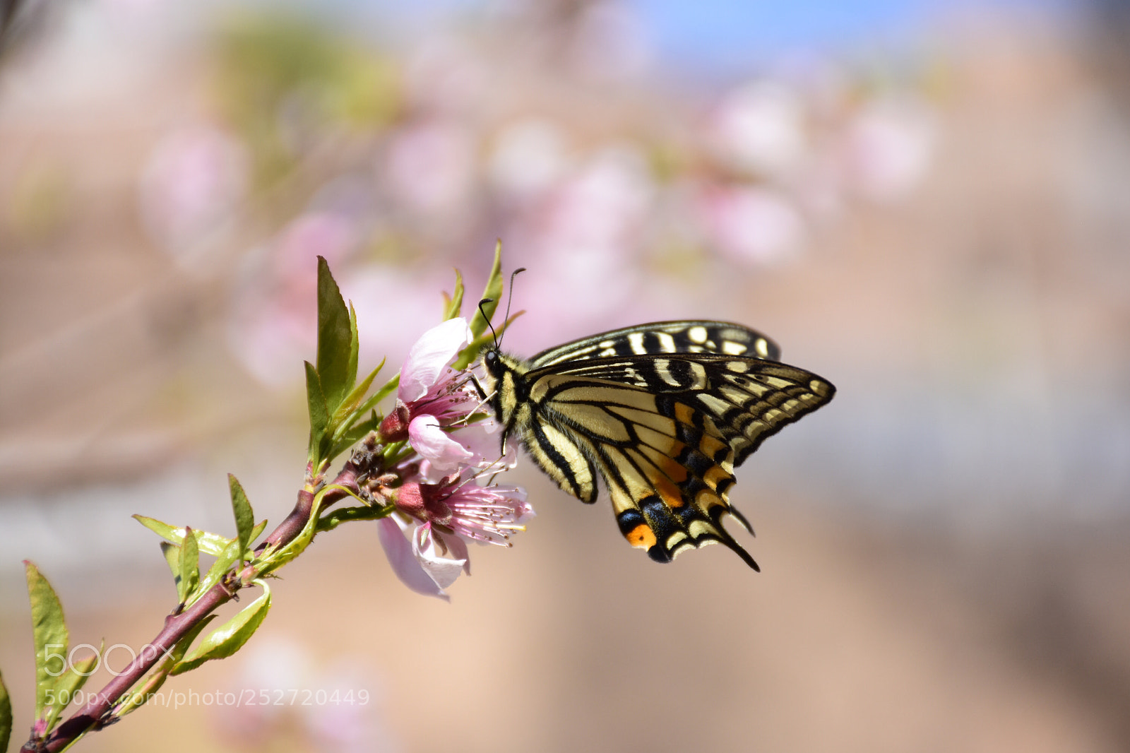 Nikon D7200 sample photo. Untitled photography