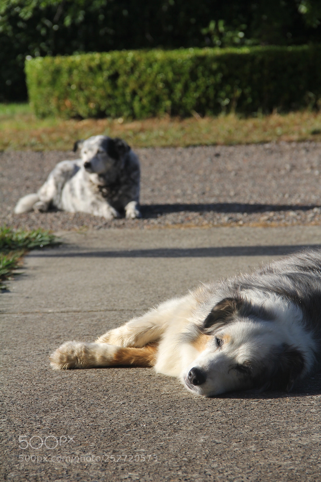 Canon EOS 60D sample photo. Lazy afternoon photography