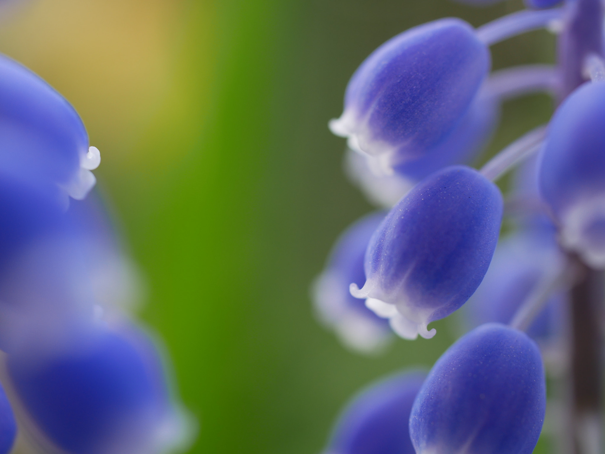 Panasonic Lumix DC-GX850 (Lumix DC-GX800 / Lumix DC-GF9) sample photo. Muscari photography