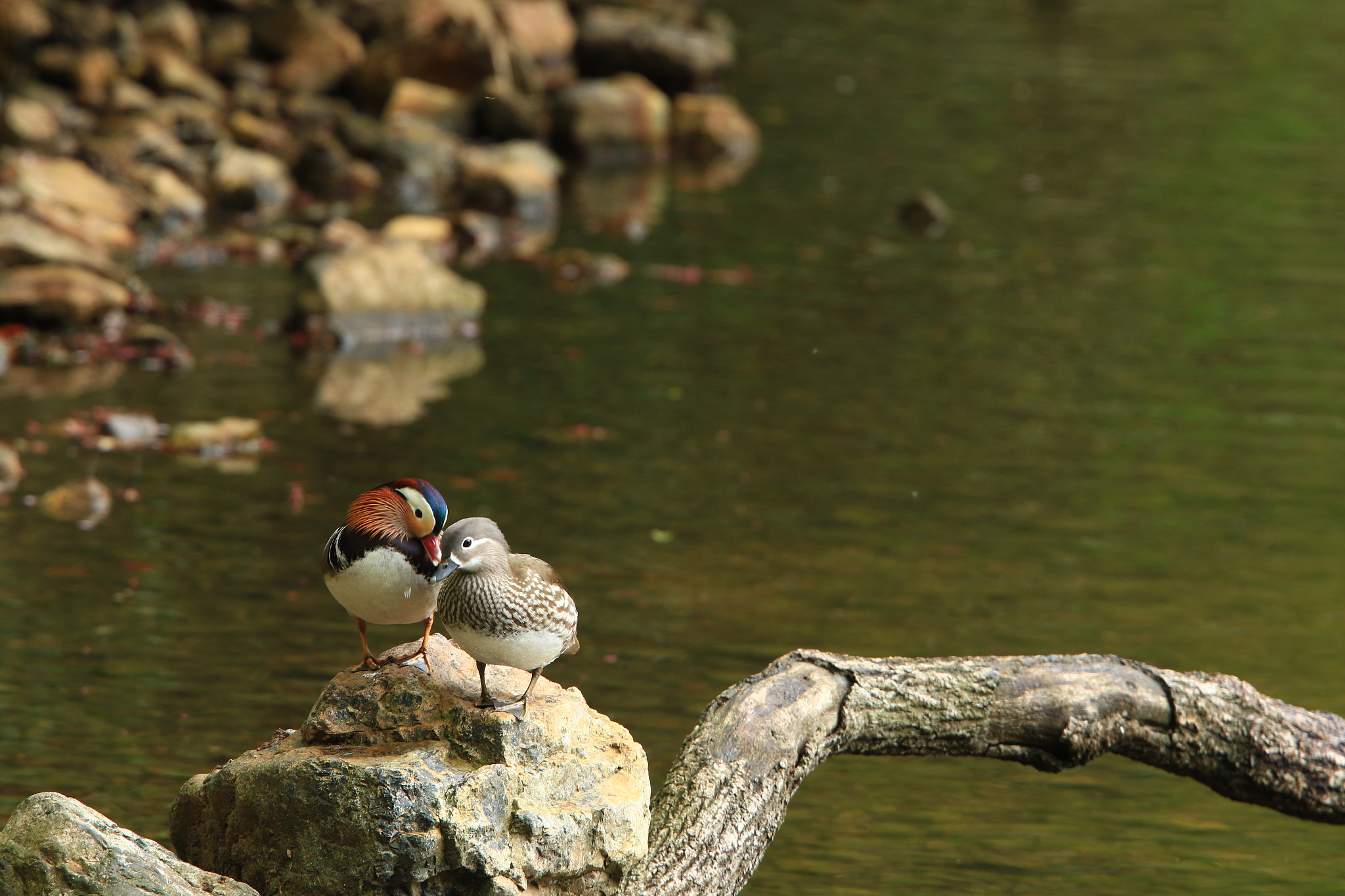 Canon EF 400mm F2.8L IS USM sample photo. 思いやり  mandarin duck ③ photography