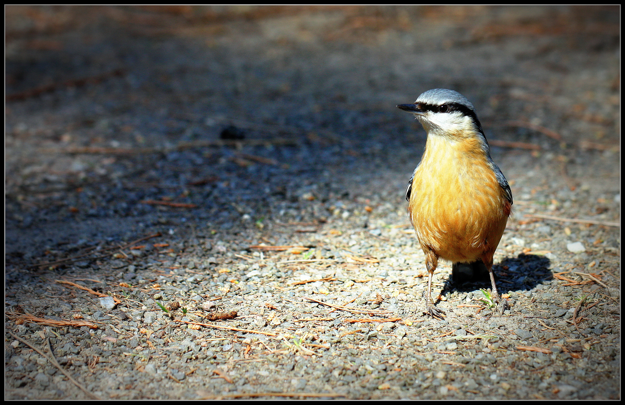 Canon EF 100mm F2.8L Macro IS USM sample photo. Bird photography