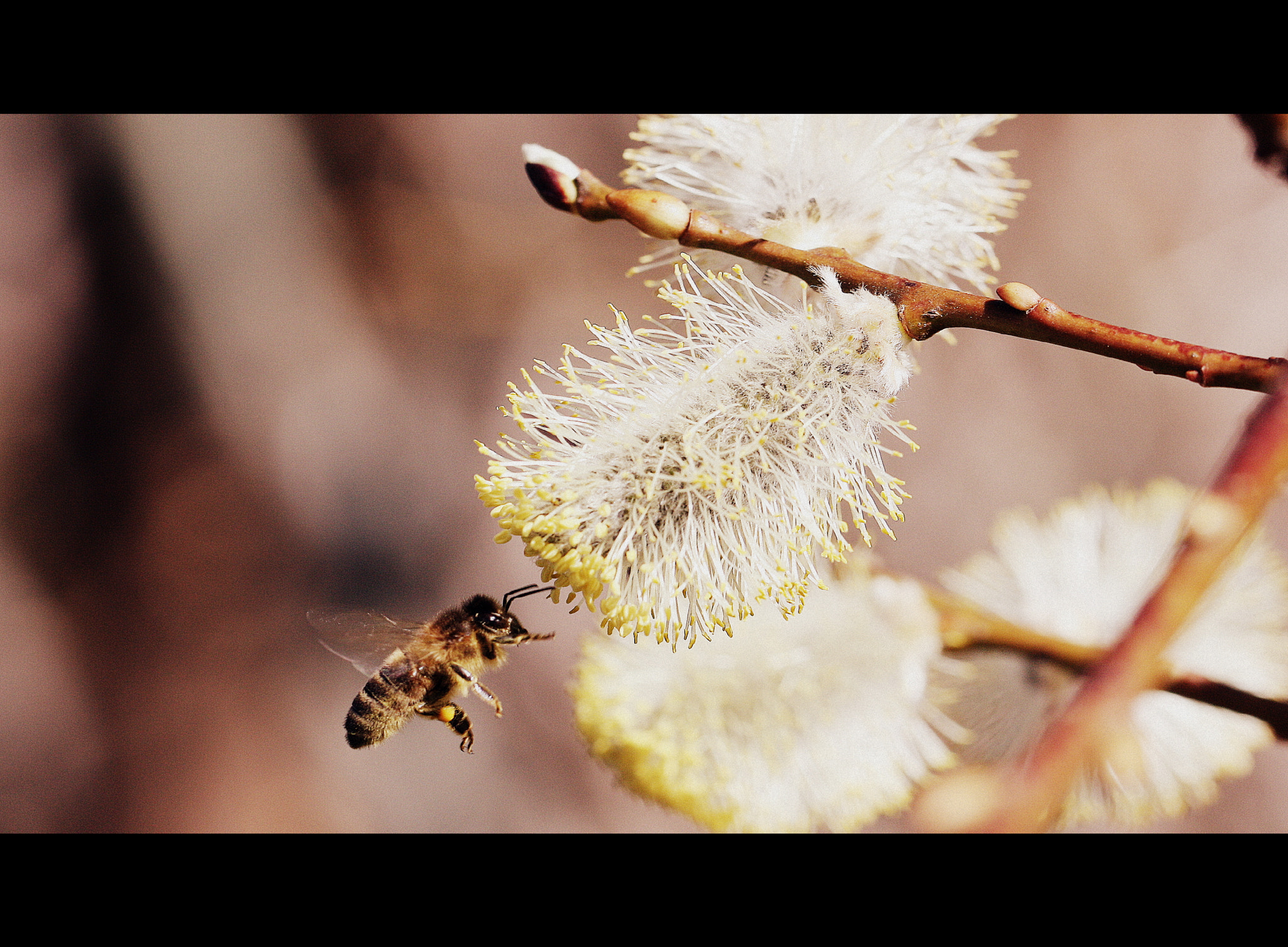 Canon EF 100mm F2.8L Macro IS USM sample photo. Frühling photography