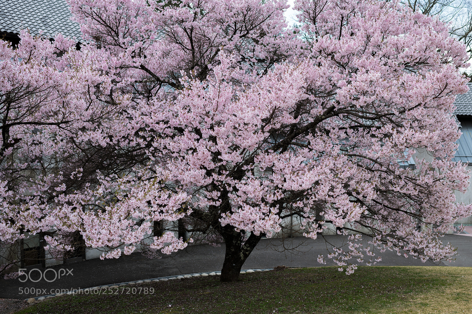 Nikon D850 sample photo. Japanese cherry brossom photography