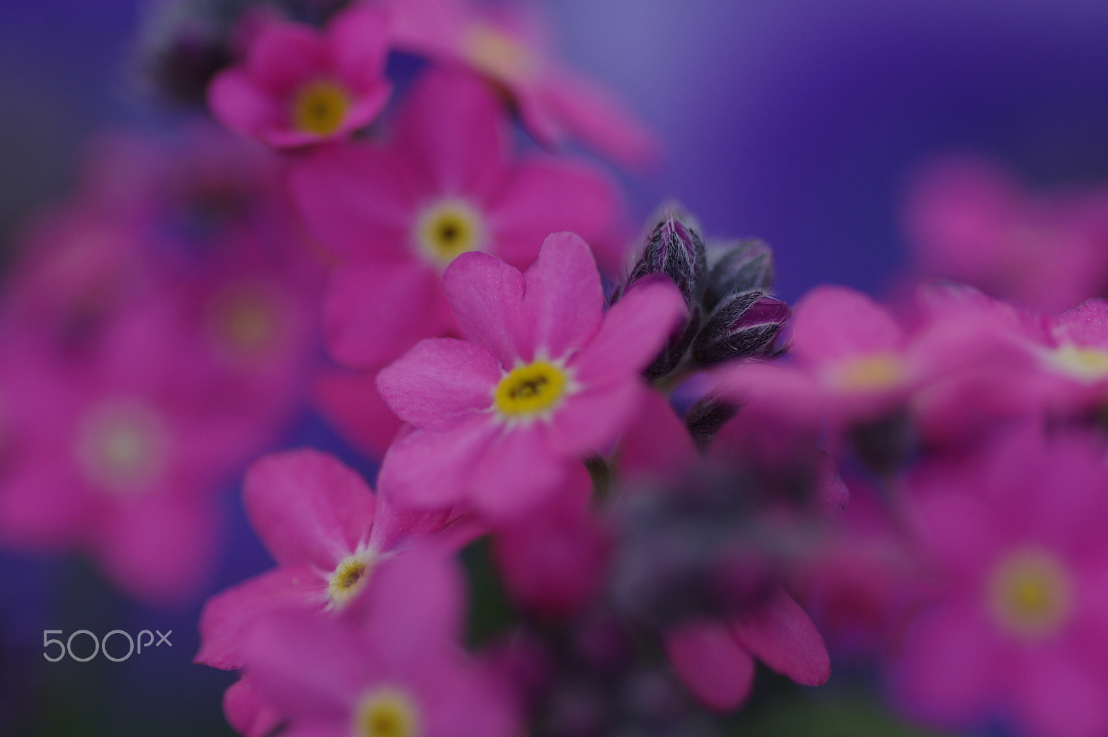 Pentax K-3 II sample photo. Pink myosotis photography