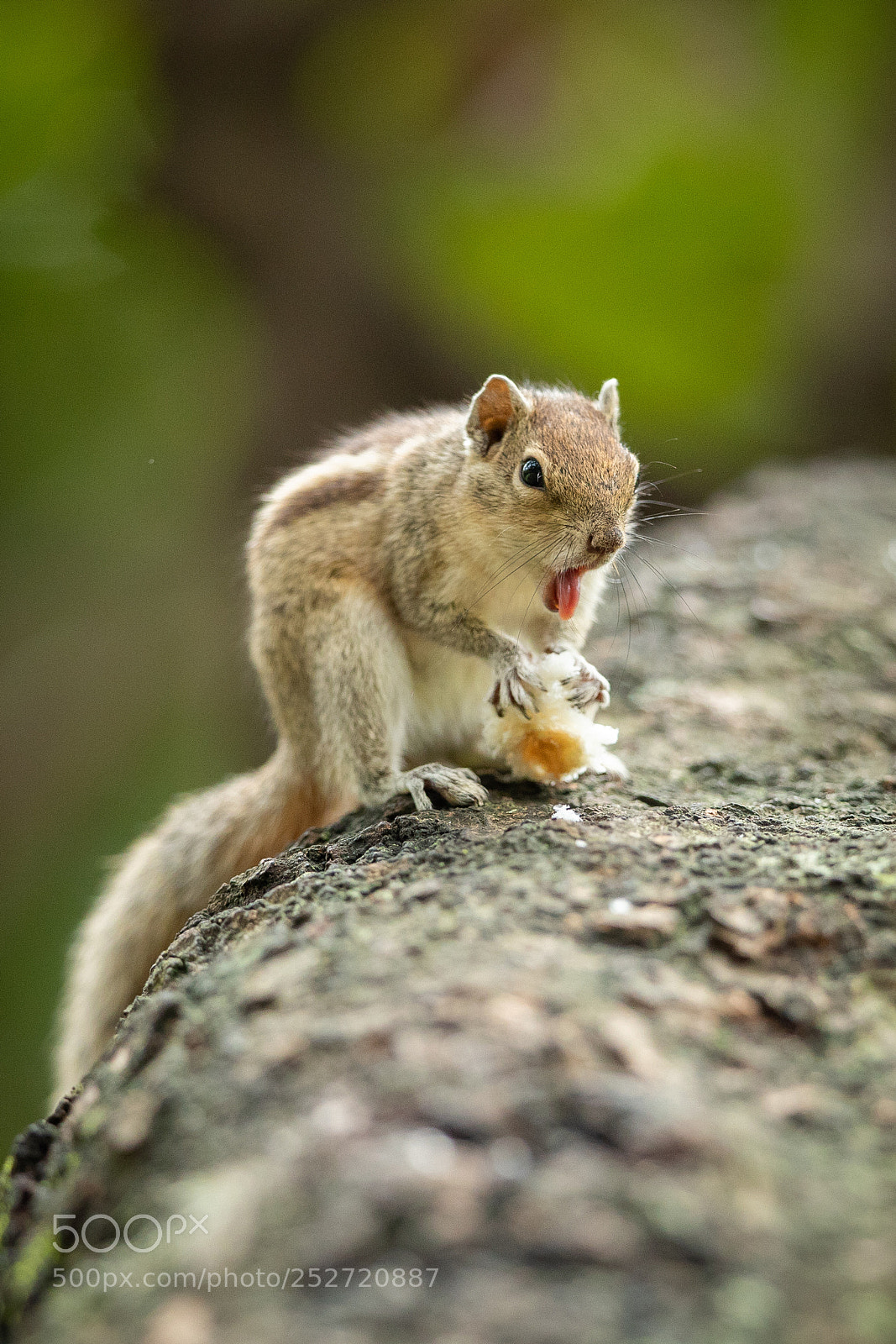 Canon EOS 5D Mark IV sample photo. Squirrel at his breakfast.. photography