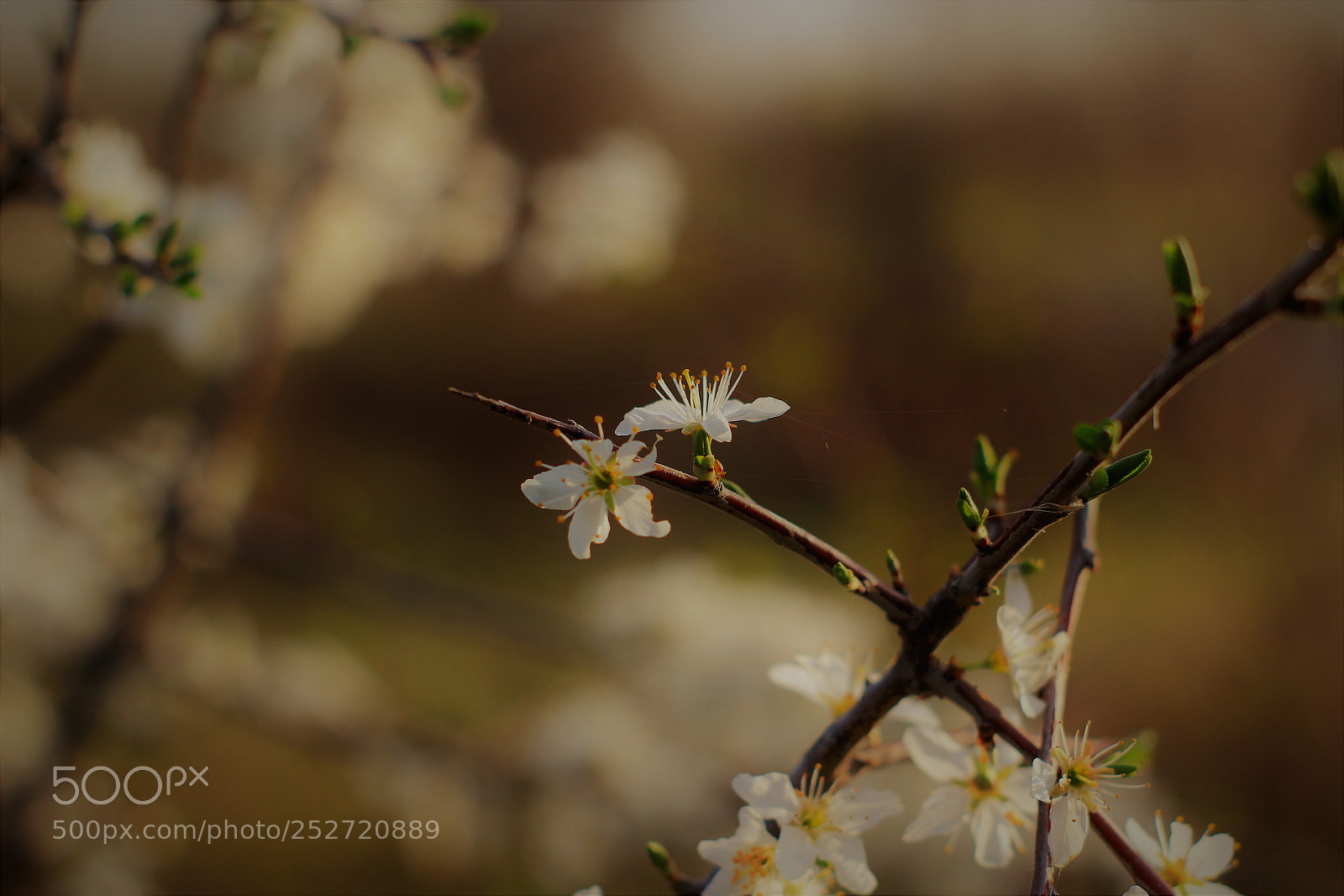 Canon EOS 600D (Rebel EOS T3i / EOS Kiss X5) sample photo. Blossom photography