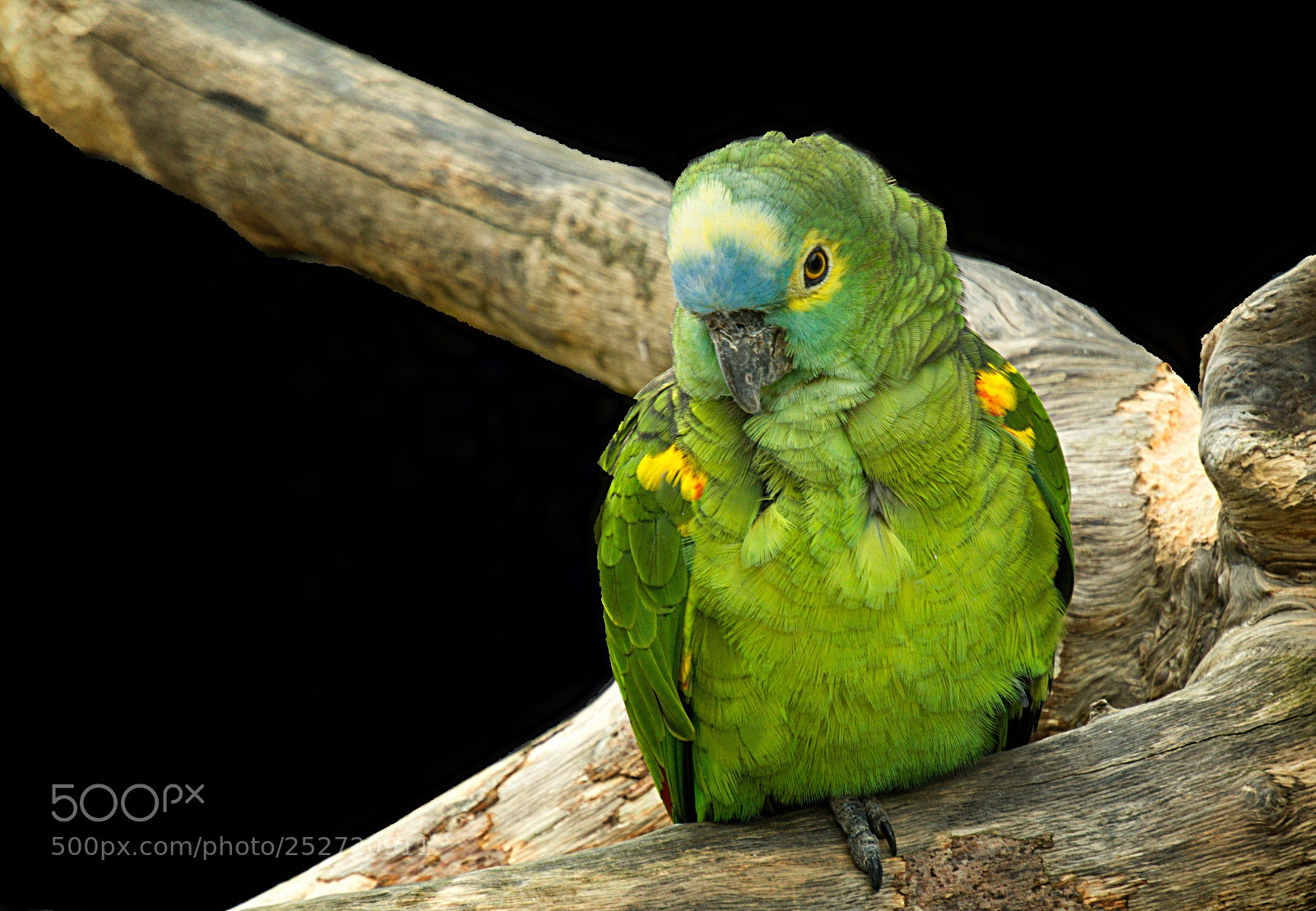 Sony a6000 sample photo. Posing for the photo photography