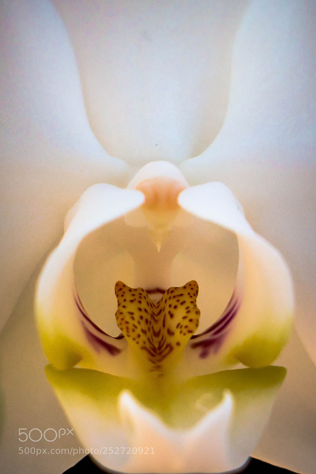 Canon EOS 70D sample photo. Orchid photography