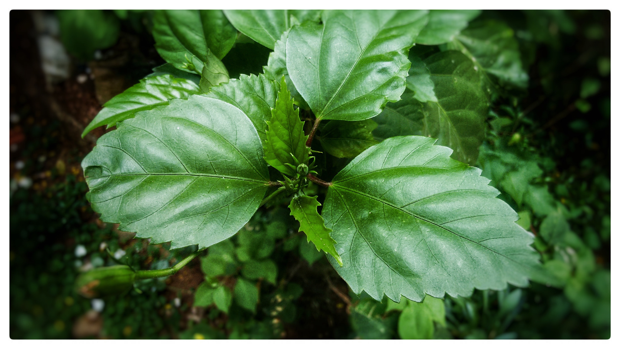 Motorola Moto G (2nd Gen) sample photo. Leaf... photography