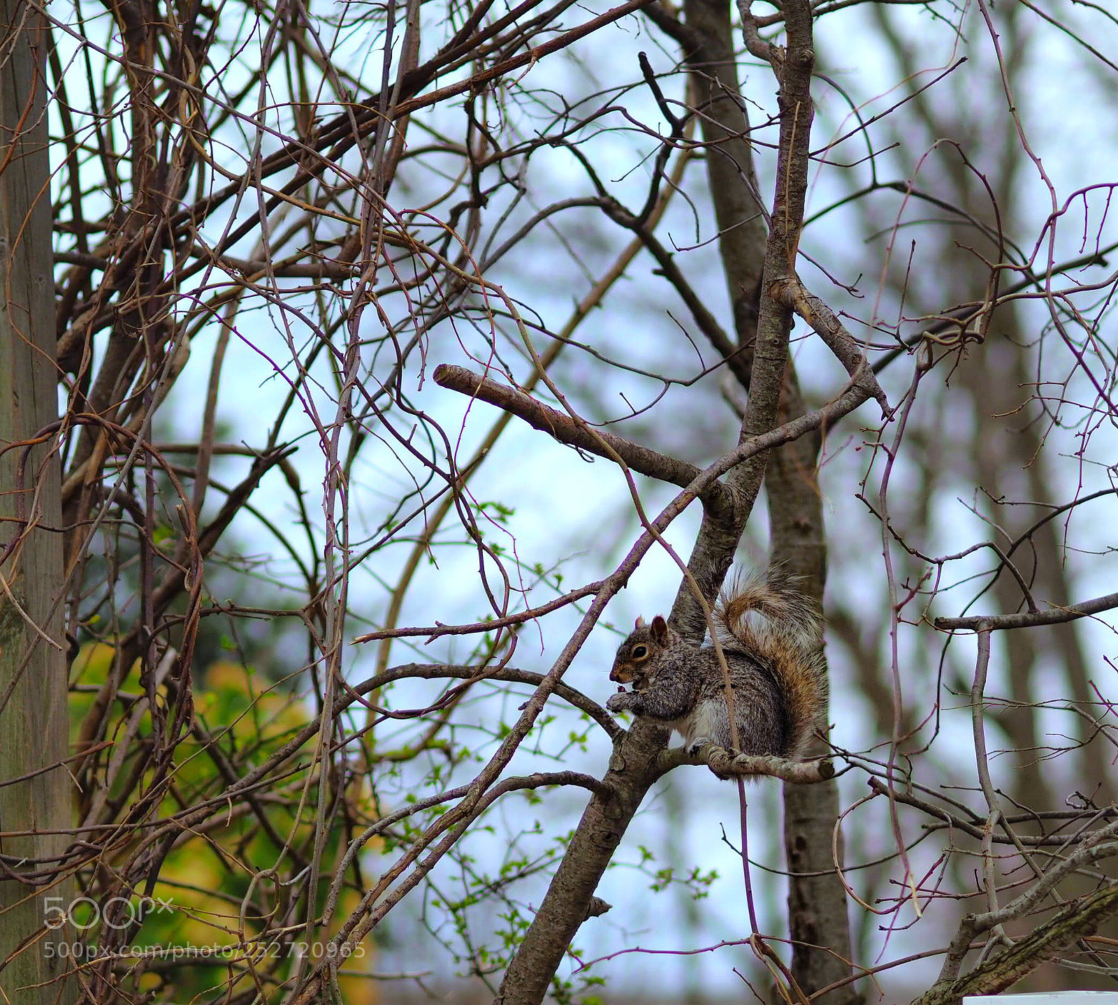 Olympus OM-D E-M1 Mark II sample photo. Squirrell photography